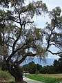 Starr-090520-8166-Schinus molle-large tree by drive-Keokea-Maui (24929626396).jpg