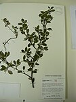 Mostra de Cotoneaster pannosus