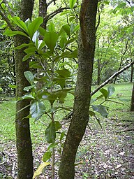 State Tree of Niue