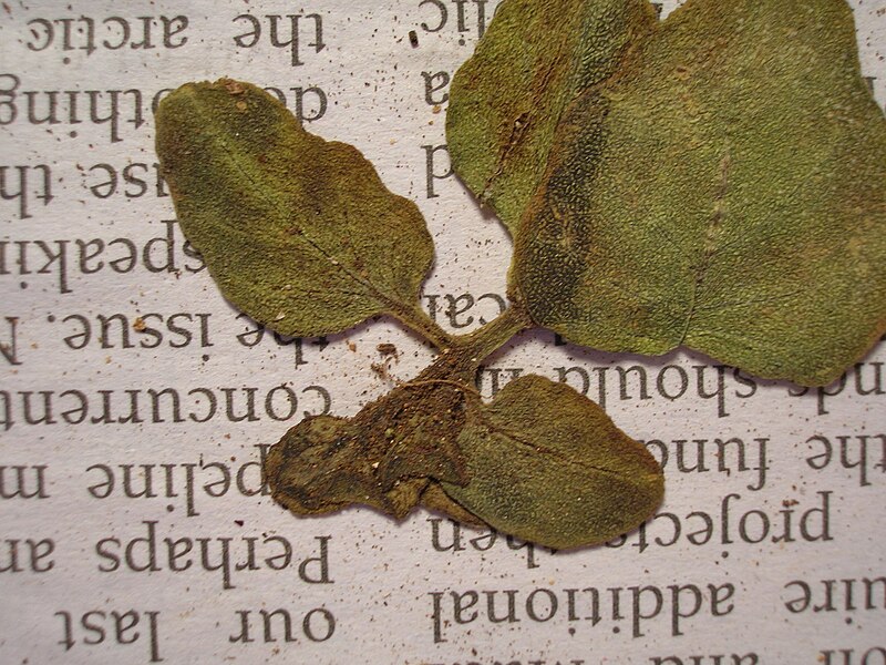 File:Starr 050427-0790 Boerhavia repens.jpg