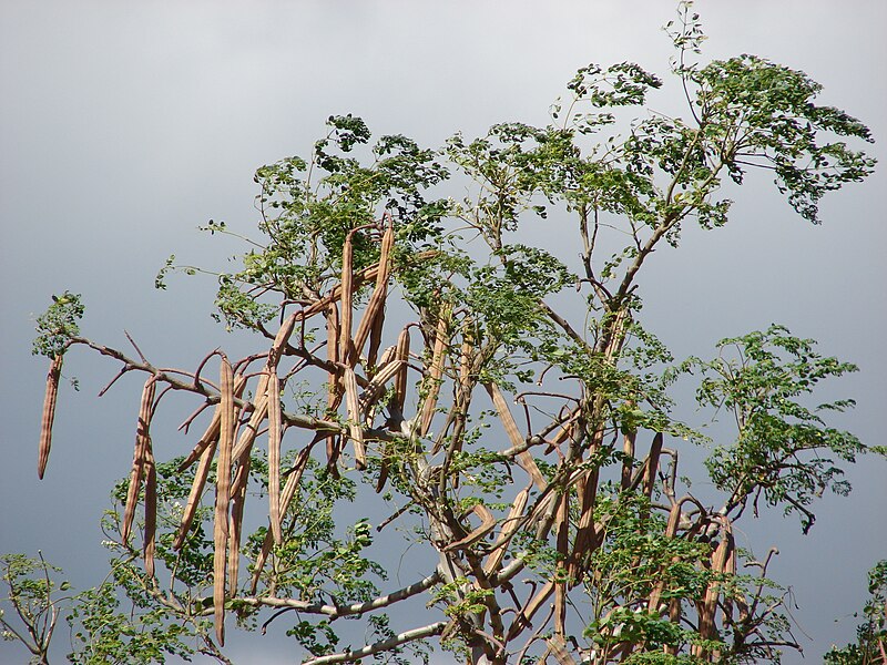 File:Starr 070207-4337 Moringa oleifera.jpg