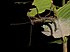 Stick insect (Parectatosoma sp.), Vohimana reserve, Madagascar (13566476635).jpg
