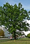 Eiche-Stieleiche (Quercus robur)