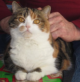 british shorthair cat breeds