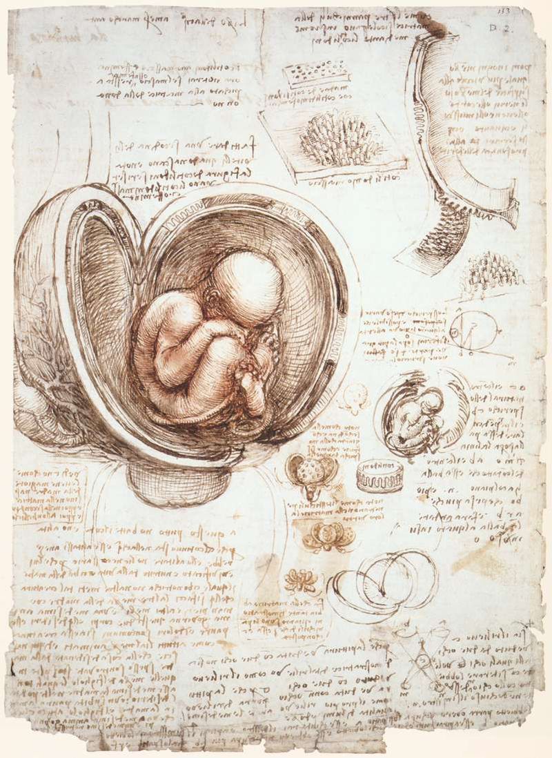 File:Emeus egg and embryo.jpg - Wikipedia