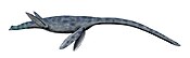 Styxosaurus Styxosaurus BW.jpg