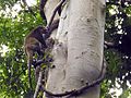 * Nomination: Male Sulawesi bear cuscus (Ailurops ursinus) in Tangkoko Nature Reserve, Sulawesi --Shankar Raman 15:44, 17 June 2017 (UTC) * Review  Comment The focus looks like it's on the tree not the animal. Did you use area focus or single point? PumpkinSky 23:25, 17 June 2017 (UTC) Response: PumpkinSky Spot focus as animal moved up the tree.--Shankar Raman 05:31, 18 June 2017 (UTC)...The problem is the animal looks rather blurred to me. PumpkinSky 11:38, 18 June 2017 (UTC)