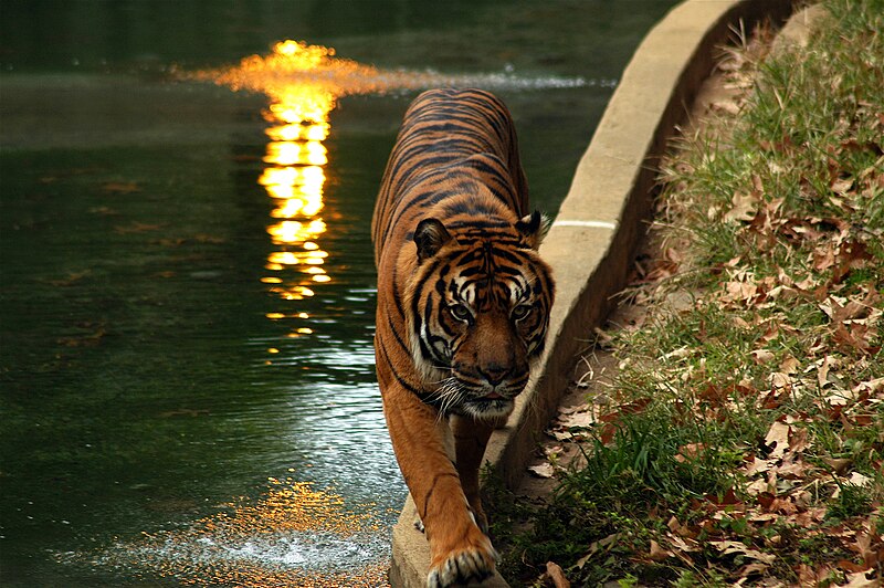 File:Sumatran tiger Woodley Park 2006-11-06.jpg