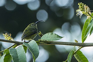 Common sunbird-asity Species of bird