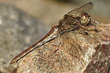 Sympetrum vulgatum LC0368. jpg 