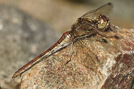 Sympetrum vulgatum