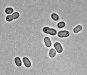 Synechococcus strain PCC 7002 BF