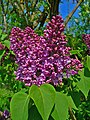 Syringa vulgaris 002.JPG