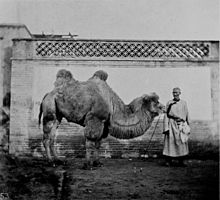 "The Pekingese Camel"; photograph by John Thomson THE PEKINGESE CAMEL.jpg