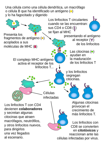 T cell activation-es.svg