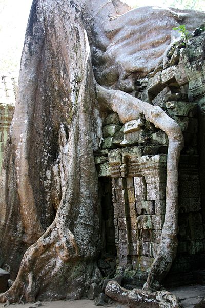 File:Ta Prohm - panoramio (11).jpg