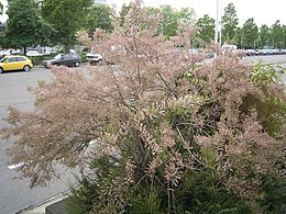 Eglūnas (Tamarix gallica)