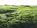 English: Site of the Hill of Tara, County Meath, Ireland Français : Site de la colline de Tara, en Irlande, dans le comté de Meath