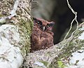 Thumbnail for Tawny-bellied screech owl