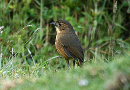 Bergmierpitta