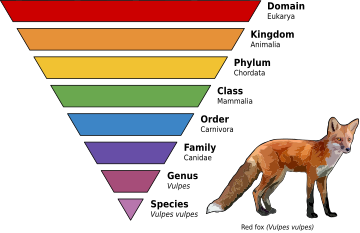 Biology Domain Chart