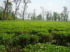Tea Garden at Jaflong