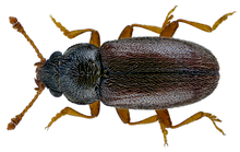 Telmatofilus tifasi (Fallen, 1802) (14842322202) .png