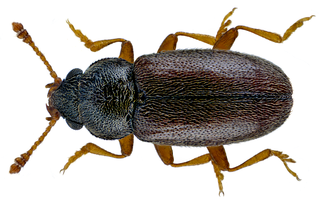 <i>Telmatophilus typhae</i> Species of beetle