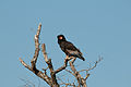 Kruger National Park, South Africa