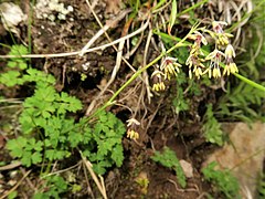 花柄は斜上し、基部に披針形での苞があり、茎を抱く。