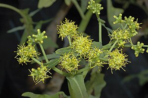 Thamnoseris lacerata – fleurs mâles.jpg