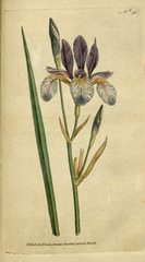 plate 50 Iris sibirica Siberian Iris