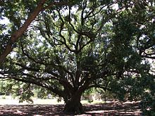 Historic Freedom Tree Park