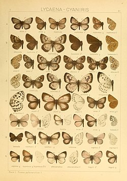 Macrolepidoptera of the world (תפ '83) (8145303452) .jpg