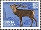 The Soviet Union 1970 CPA 3918 stamp (Manchurian Wapiti).jpg