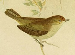 The birds of Australia (16804538629) (Acanthiza inornata crop).jpg