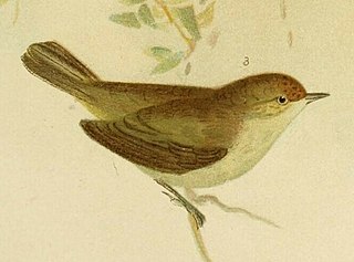 <span class="mw-page-title-main">Western thornbill</span> Species of bird