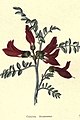The botanic garden (Plate 10) - Colutea frutescens.jpg