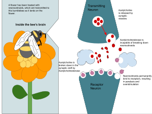 The impact of neonicotinoids on synaptic transmission in insects