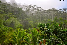 The jungle of Manusela Nationalpark.jpg