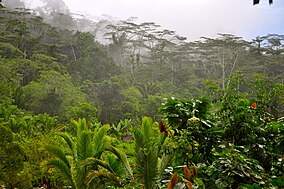 The jungle of Manusela Nationalpark.jpg