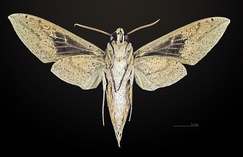 File:Theretra clotho MHNT CUT 2010 0 18 Thailande Khao Yai National Park female ventral.jpg