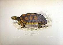 1830's drawing by James De Carle Sowerby Thomas Bell01.jpg