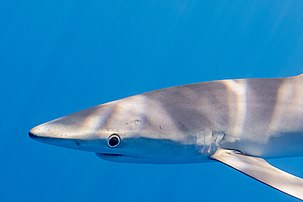 Un requin bleu, entre les îles de Pico et Faial, aux Açores. (définition réelle 4 269 × 2 846)