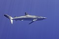 * Nomination Blue shark (Prionace glauca), Faial-Pico Channel, Azores Islands, Portugal --Poco a poco 10:33, 26 September 2021 (UTC) * Promotion  Support Good quality. --Carsten Steger 10:56, 26 September 2021 (UTC)