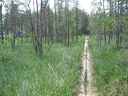 Parc national de Tiilikkajärvi Finlande Moss.jpg