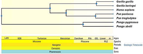 Results of a timetree search in TimeTree for Hominidae. Timetree.jpg