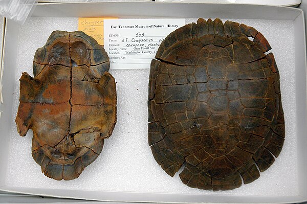 Top and bottom shell fossils, about 5 million years old, from a Tennessee sinkhole