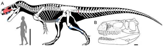 Tarvosaurus gurneyi