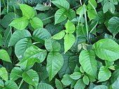 Foliage of living Toxicodendron Toxicodendron radicans.jpg